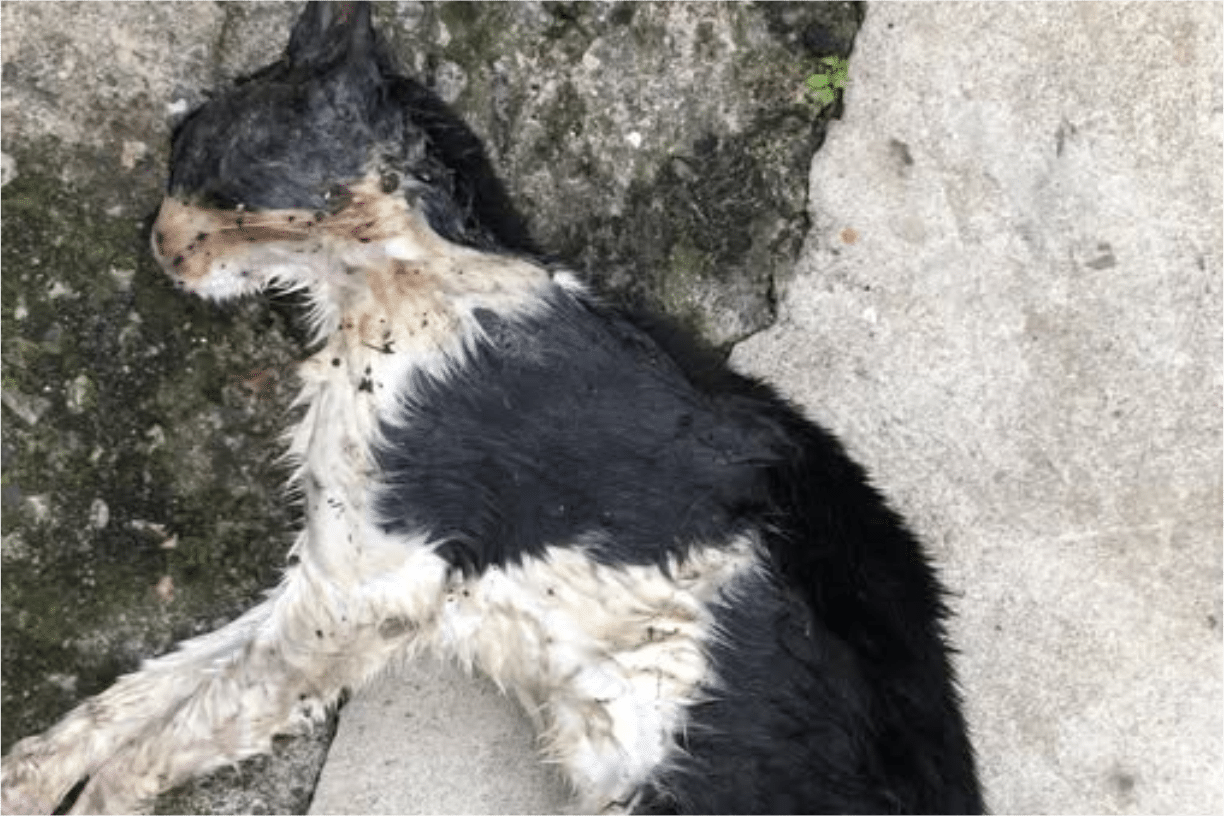 Moradora Denuncia Envenenamento De Animais Em Mairinque