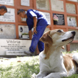 Nova Lei No Estado De Sao Paulo Permite Sepultamento De Animais Em Cemiterios