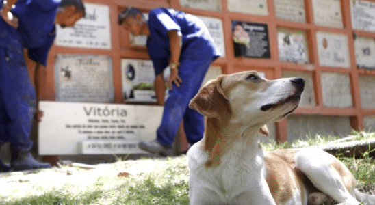 Nova Lei No Estado De Sao Paulo Permite Sepultamento De Animais Em Cemiterios