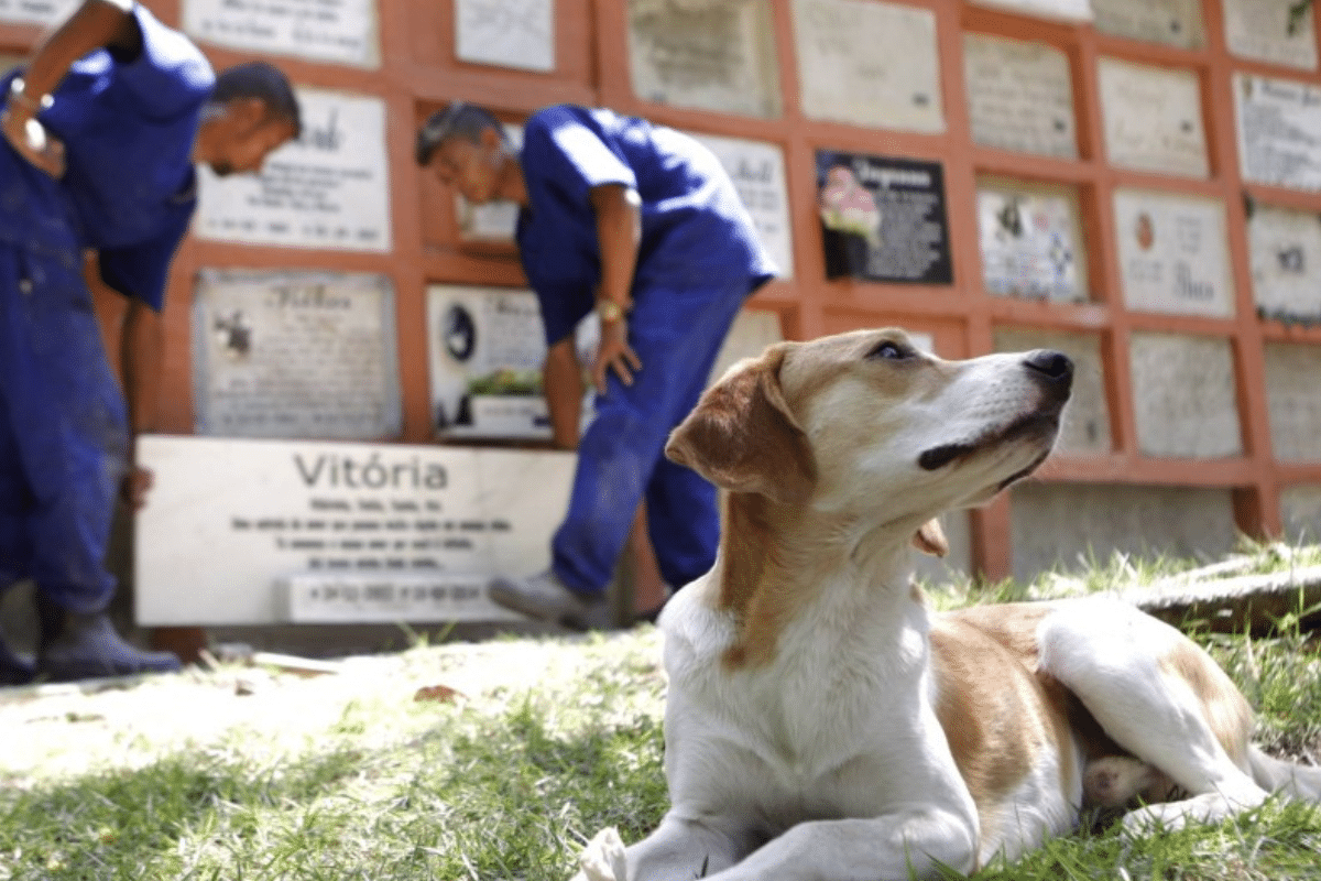 Nova Lei No Estado De Sao Paulo Permite Sepultamento De Animais Em Cemiterios