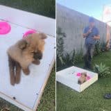 Abandono De Filhote Com Paralisia Choca Comunidade 1771502190029