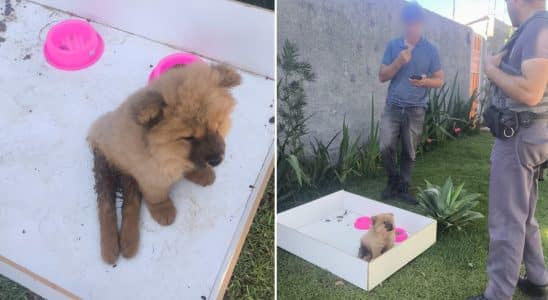 Abandono De Filhote Com Paralisia Choca Comunidade 1771502190029