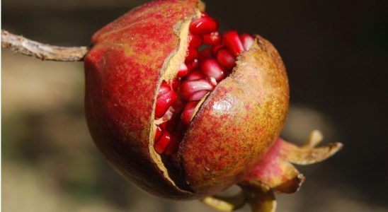 Casca De Rom Potencial Revolucionrio No Tratamento 1770042810105