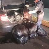 Polcia Apreende Carga Valiosa De Cabelo Humano Na 1771937463471