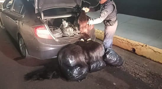 Polcia Apreende Carga Valiosa De Cabelo Humano Na 1771937463471