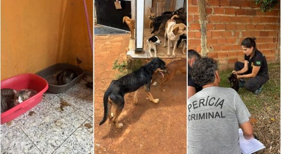 Resgate Dramtico Mais De 90 Animais So Salvos De C 1770232731034