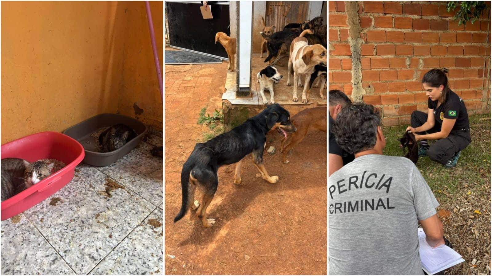 Resgate Dramtico Mais De 90 Animais So Salvos De C 1770232731034