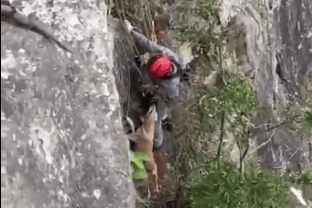 Resgate Heroico Bombeiros Salvam Co Preso Em Pedre 1771113273802