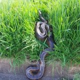 Sucuri De 4 Metros Surpreende Motoristas Em Rodovi 1770986726716