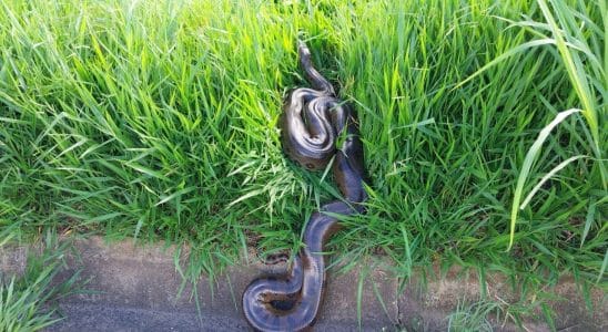 Sucuri De 4 Metros Surpreende Motoristas Em Rodovi 1770986726716