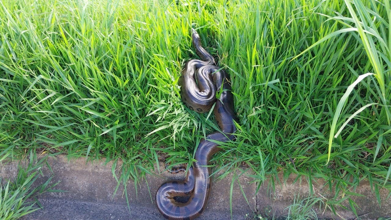 Sucuri De 4 Metros Surpreende Motoristas Em Rodovi 1770986726716
