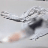 Homem É Preso Em Jundiaí Após Matar Cão A Facadas Por Causa De Planta