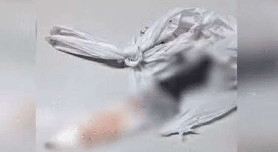 Homem É Preso Em Jundiaí Após Matar Cão A Facadas Por Causa De Planta