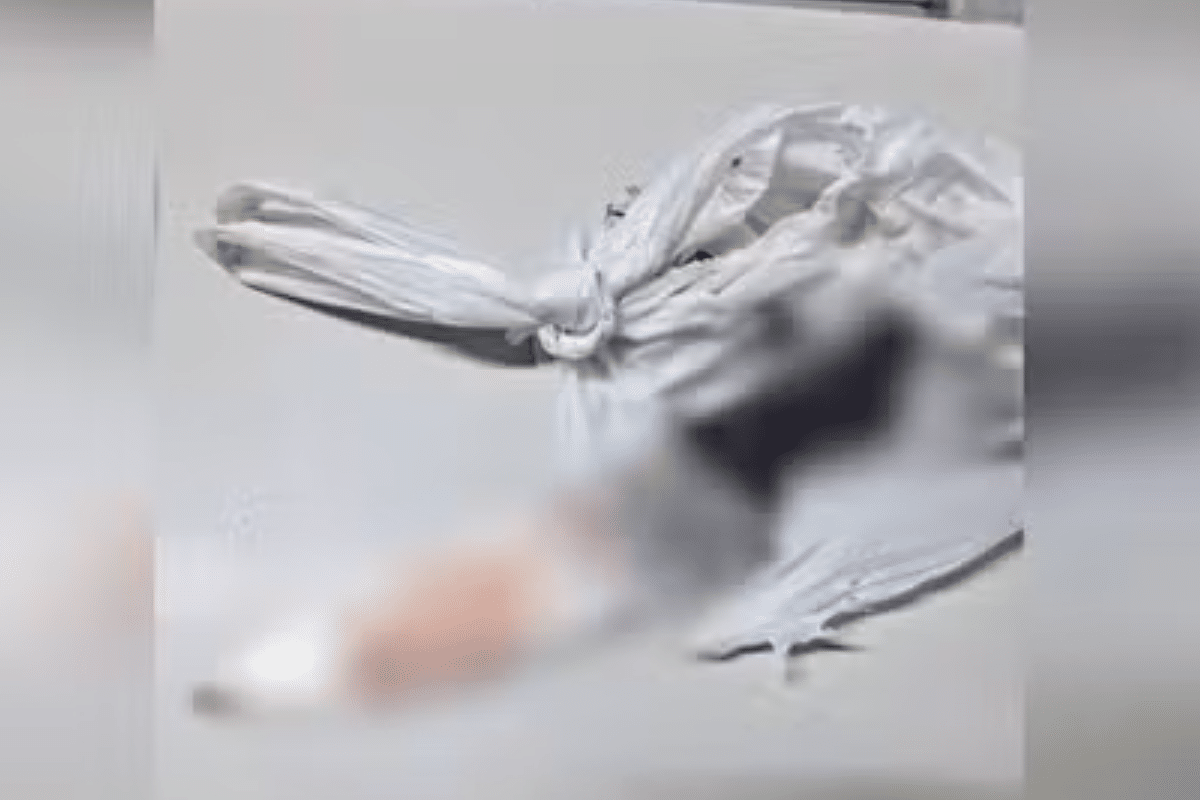 Homem É Preso Em Jundiaí Após Matar Cão A Facadas Por Causa De Planta