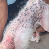 Homem É Preso Em Rio Claro Por Deixar Cachorro À Beira Da Morte Sem Água E Comida