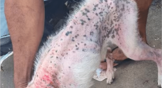 Homem É Preso Em Rio Claro Por Deixar Cachorro À Beira Da Morte Sem Água E Comida