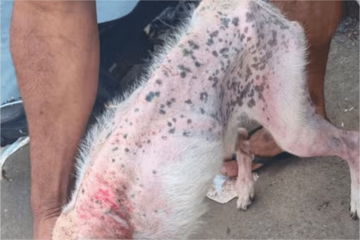 Homem É Preso Em Rio Claro Por Deixar Cachorro À Beira Da Morte Sem Água E Comida