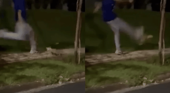 Jovem Paga Multa De R$ 3 Mil Por Chutar Gamba Em Condomínio