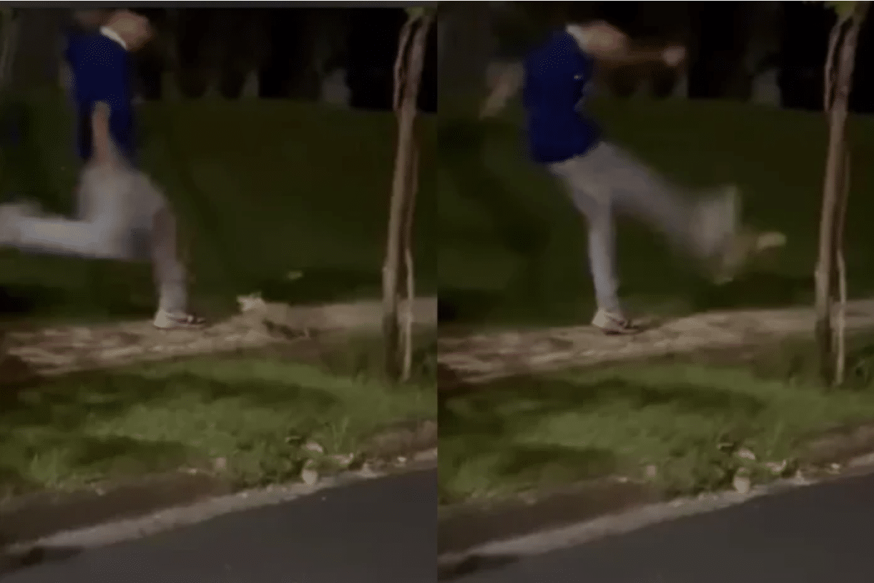 Jovem Paga Multa De R$ 3 Mil Por Chutar Gamba Em Condomínio