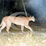 Mulher Desce Em Ponto De Onibus Em Sao Roque E Encontra Onca Parda
