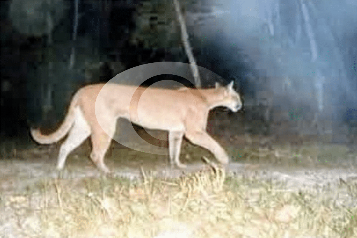 Mulher Desce Em Ponto De Onibus Em Sao Roque E Encontra Onca Parda
