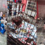 Polícia Resgata 12 Cães De Canil Clandestino Após Chamado Por Falso Sequestro