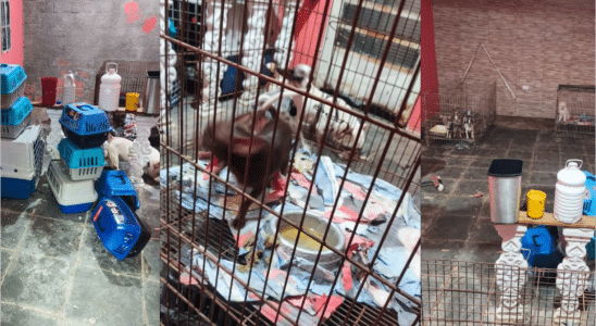 Polícia Resgata 12 Cães De Canil Clandestino Após Chamado Por Falso Sequestro