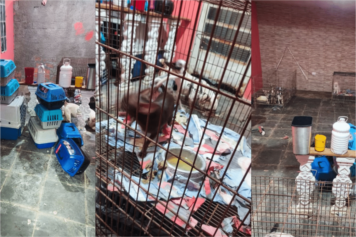 Polícia Resgata 12 Cães De Canil Clandestino Após Chamado Por Falso Sequestro
