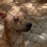 Prefeitura De Salto Passa A Dar Multa De R$ 50 Mil Para Quem Cometer Maus-Tratos A Animais