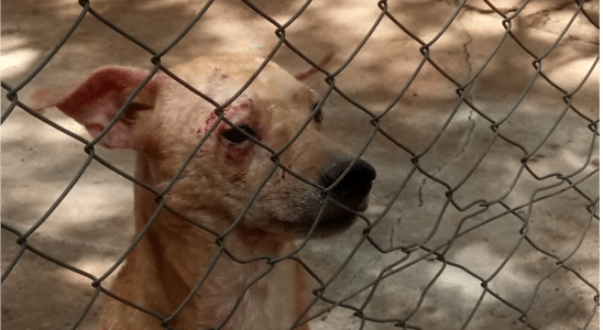 Prefeitura De Salto Passa A Dar Multa De R$ 50 Mil Para Quem Cometer Maus-Tratos A Animais