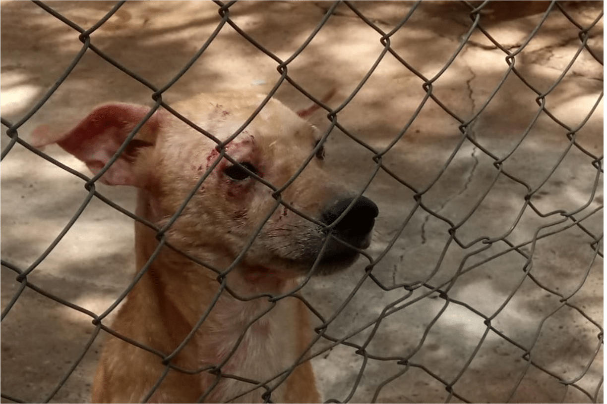 Prefeitura De Salto Passa A Dar Multa De R$ 50 Mil Para Quem Cometer Maus-Tratos A Animais