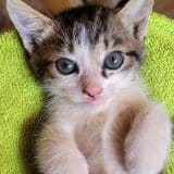 Gatos Domsticos Tornam Se Aliados Na Luta Contra O 1772556608844