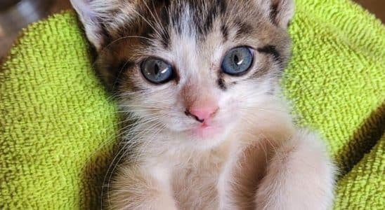 Gatos Domsticos Tornam Se Aliados Na Luta Contra O 1772556608844