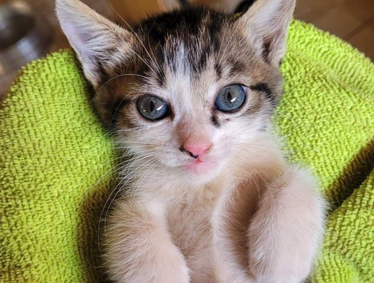 Gatos Domsticos Tornam Se Aliados Na Luta Contra O 1772556608844