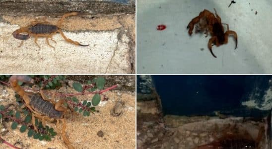 Infestao De Escorpies Em Creche De So Carlos Preoc 1773163844935