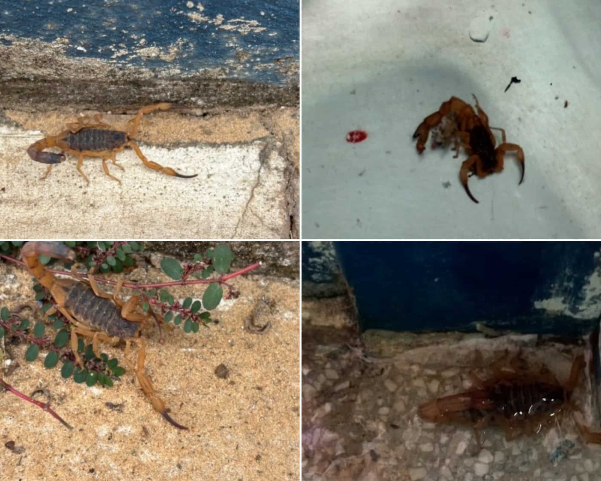 Infestao De Escorpies Em Creche De So Carlos Preoc 1773163844935