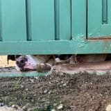 Justia Solta Suspeito De Maus Tratos A 60 Ces Em S 1774528091383