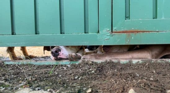 Justia Solta Suspeito De Maus Tratos A 60 Ces Em S 1774528091383