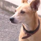 Lealdade Canina Cachorro Aguarda Dono Preso Em Del 1772801089511