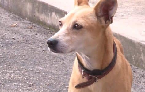 Lealdade Canina Cachorro Aguarda Dono Preso Em Del 1772801089511