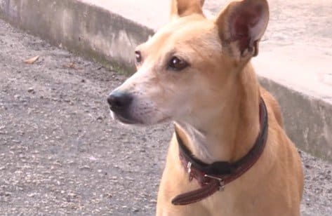 Lealdade Canina Cachorro Aguarda Dono Preso Em Del 1772801089511