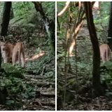 Ona Parda Avistada Em Fazenda De Itu Em So Paulo 1773417663315