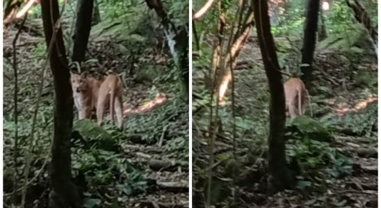 Ona Parda Avistada Em Fazenda De Itu Em So Paulo 1773417663315