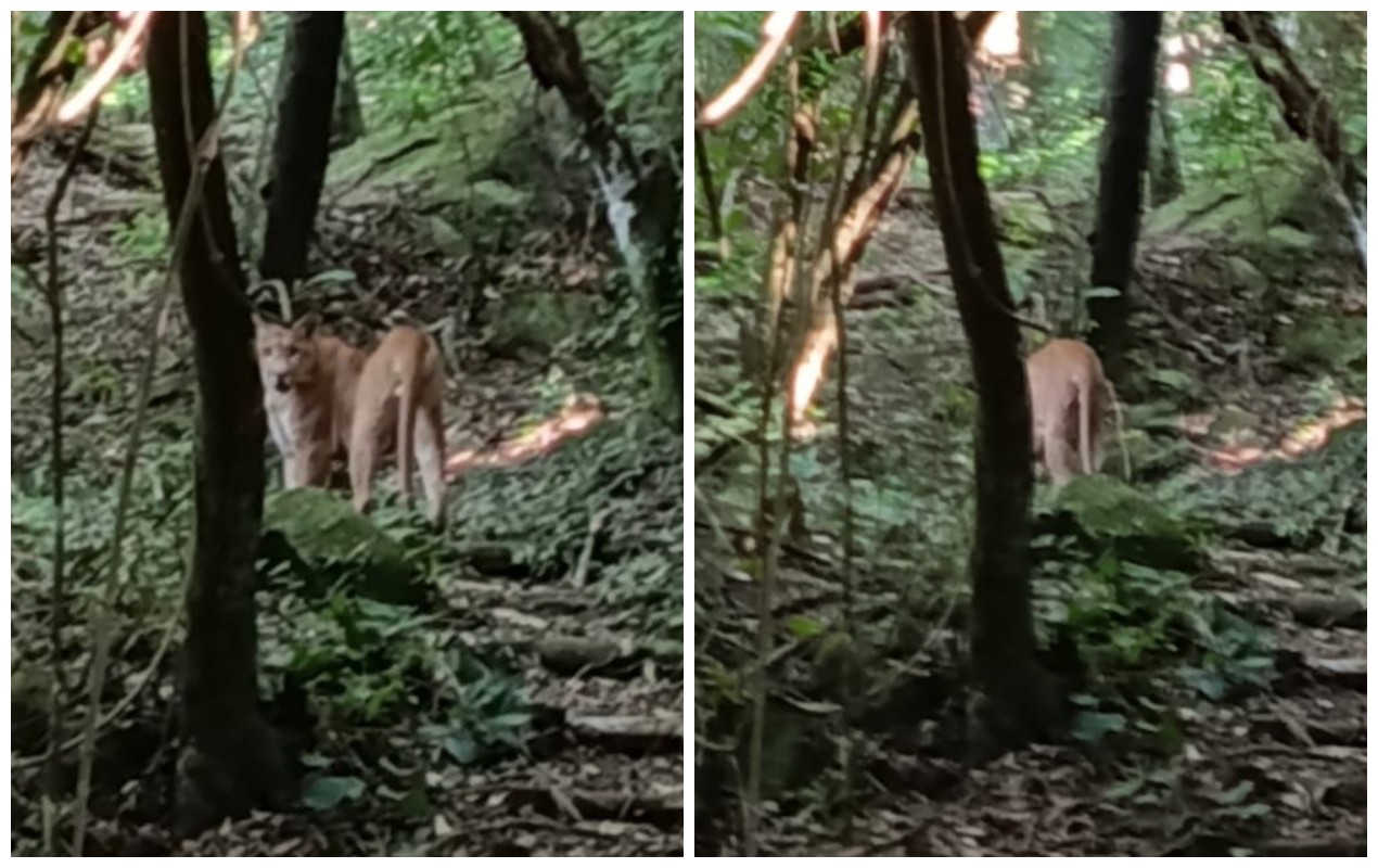 Ona Parda Avistada Em Fazenda De Itu Em So Paulo 1773417663315