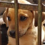 Casos De Maus-Tratos A Animais Saltam 128% No Início De 2026 Em São Carlos