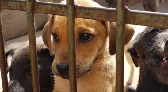 Casos De Maus-Tratos A Animais Saltam 128% No Início De 2026 Em São Carlos