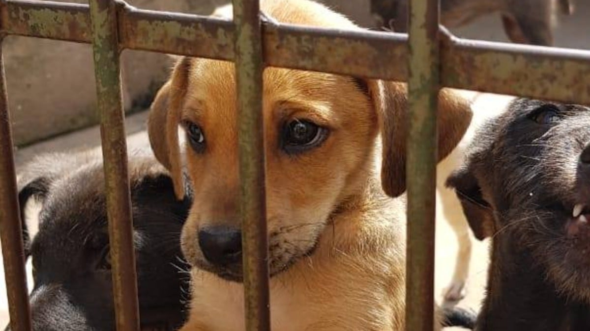 Casos De Maus-Tratos A Animais Saltam 128% No Início De 2026 Em São Carlos