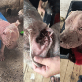 Moradora De São Roque Epde Ajuda Para Salvar Cachorro Dócil Em Estado Crítico De Saúde