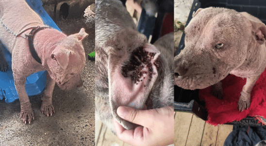 Moradora De São Roque Epde Ajuda Para Salvar Cachorro Dócil Em Estado Crítico De Saúde