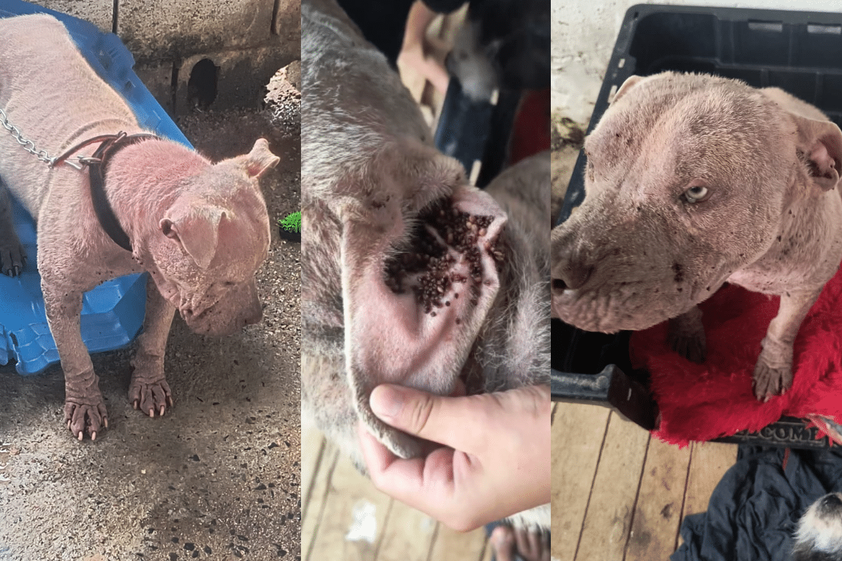 Moradora De São Roque Epde Ajuda Para Salvar Cachorro Dócil Em Estado Crítico De Saúde